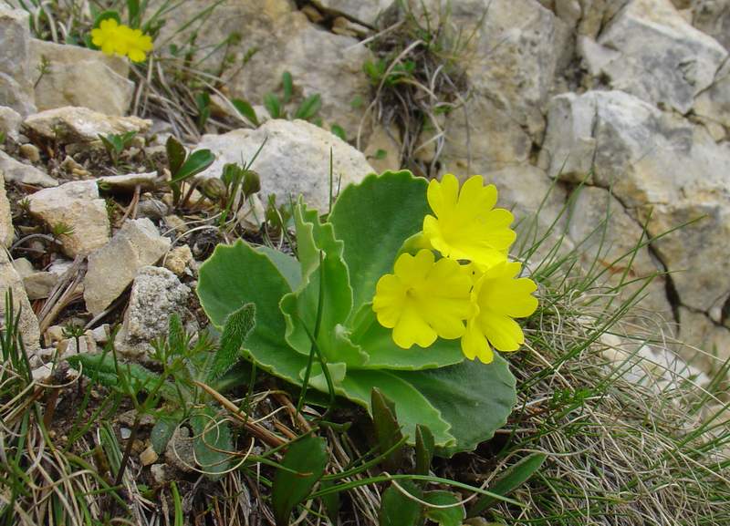 Primula